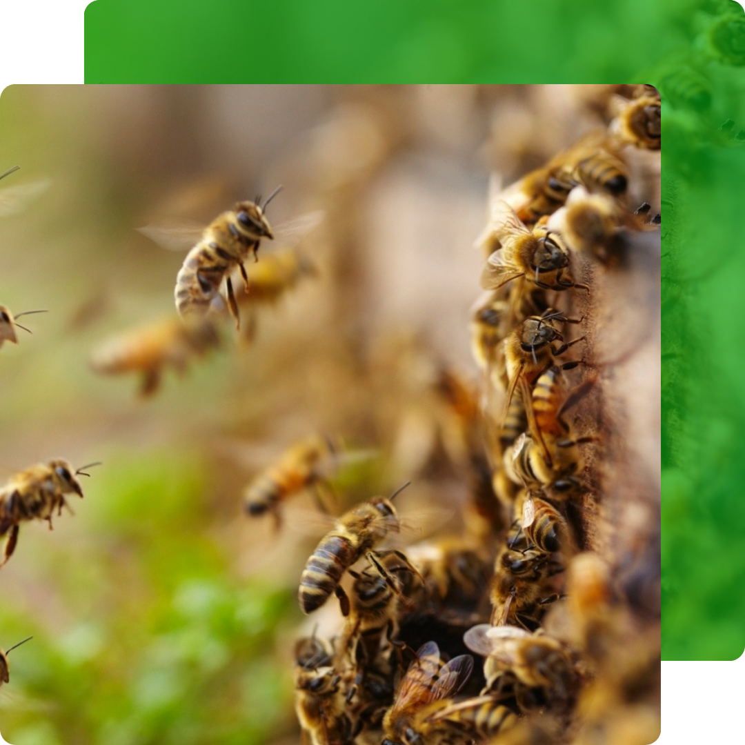 Afugentamento de Abelhas