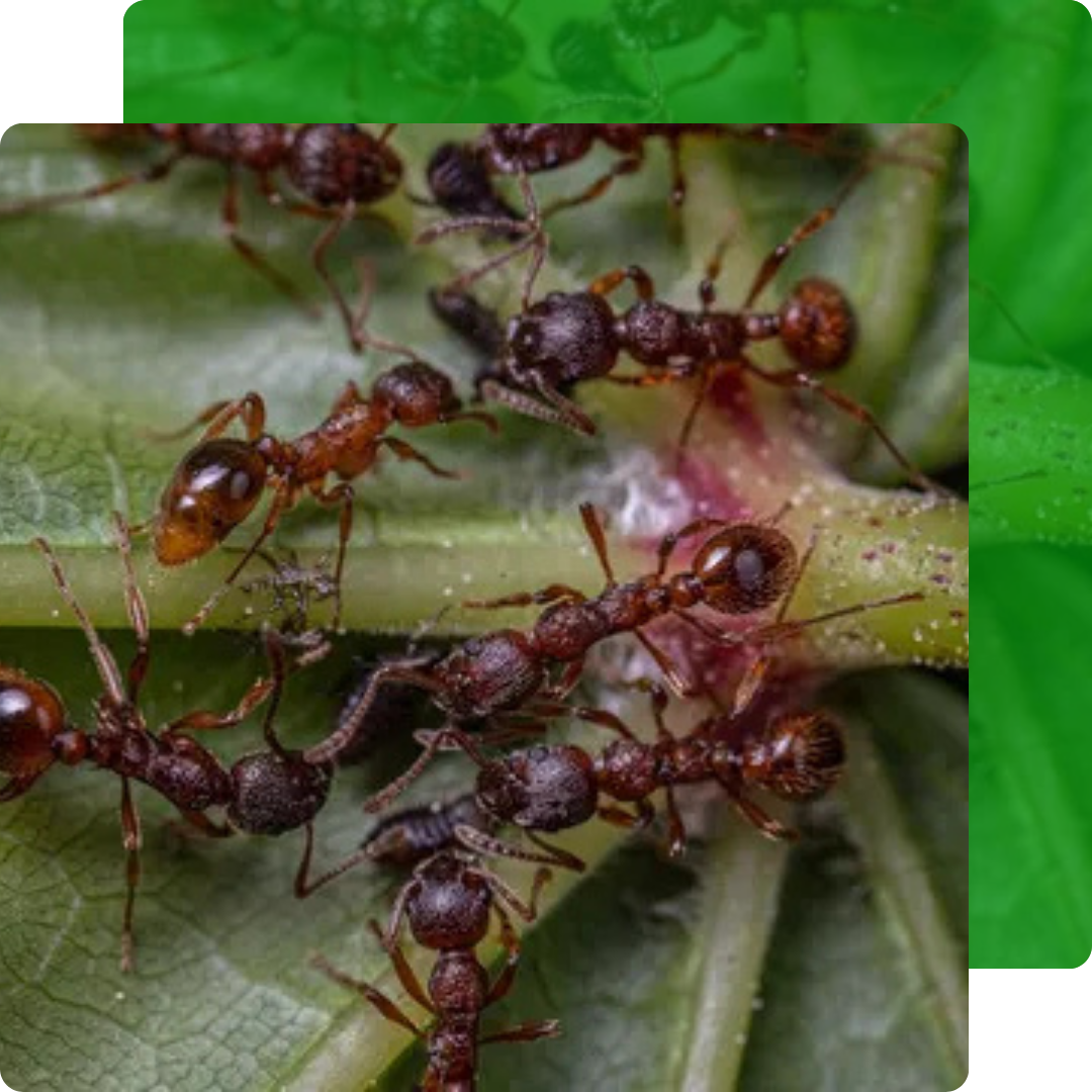 Afugentamento de Formigas