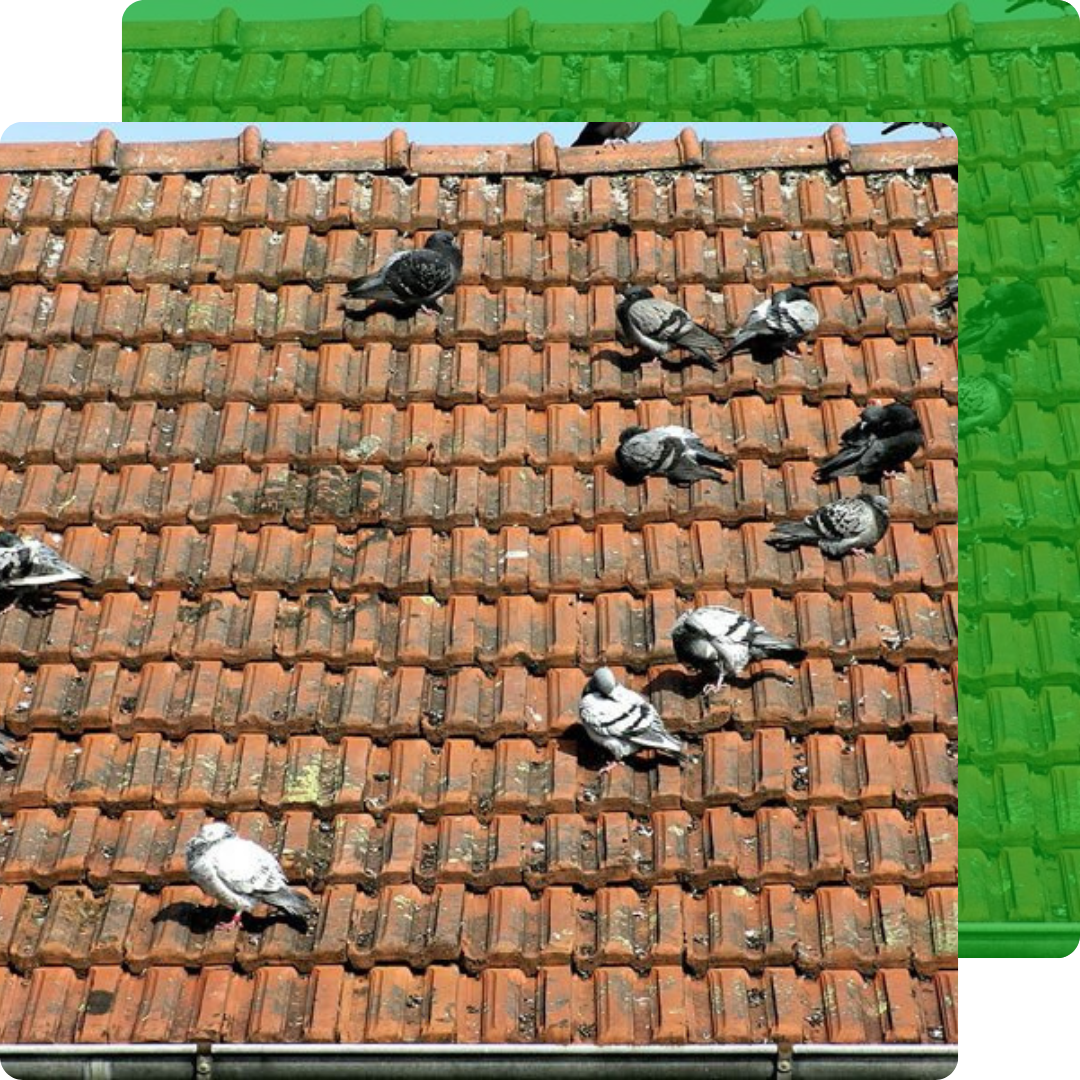 Afugentamento de Pombos