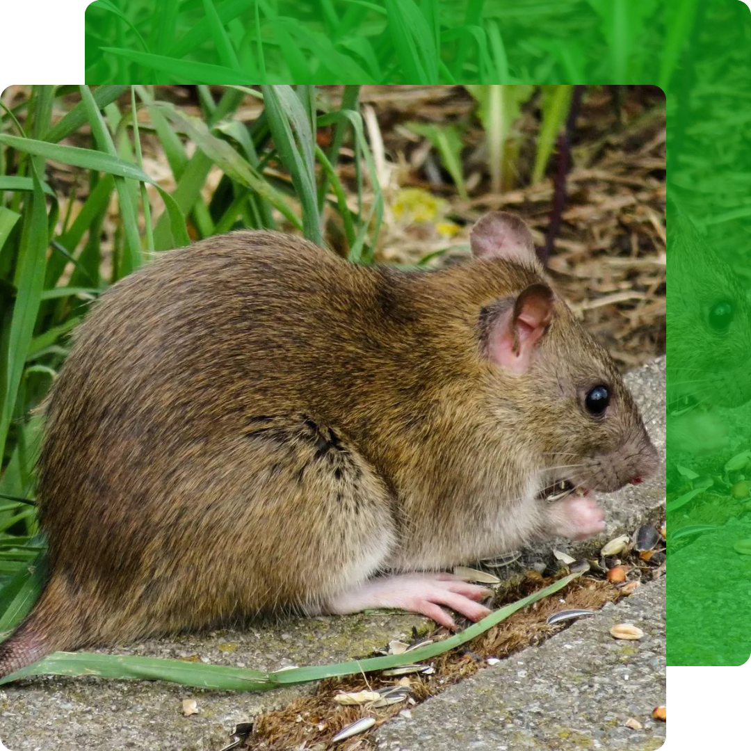 Afugentamento de Ratos