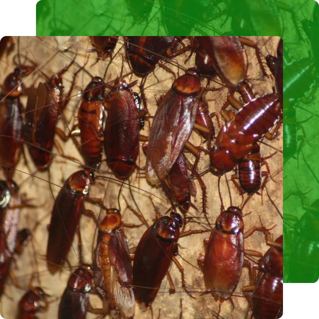 Eliminação de Baratas