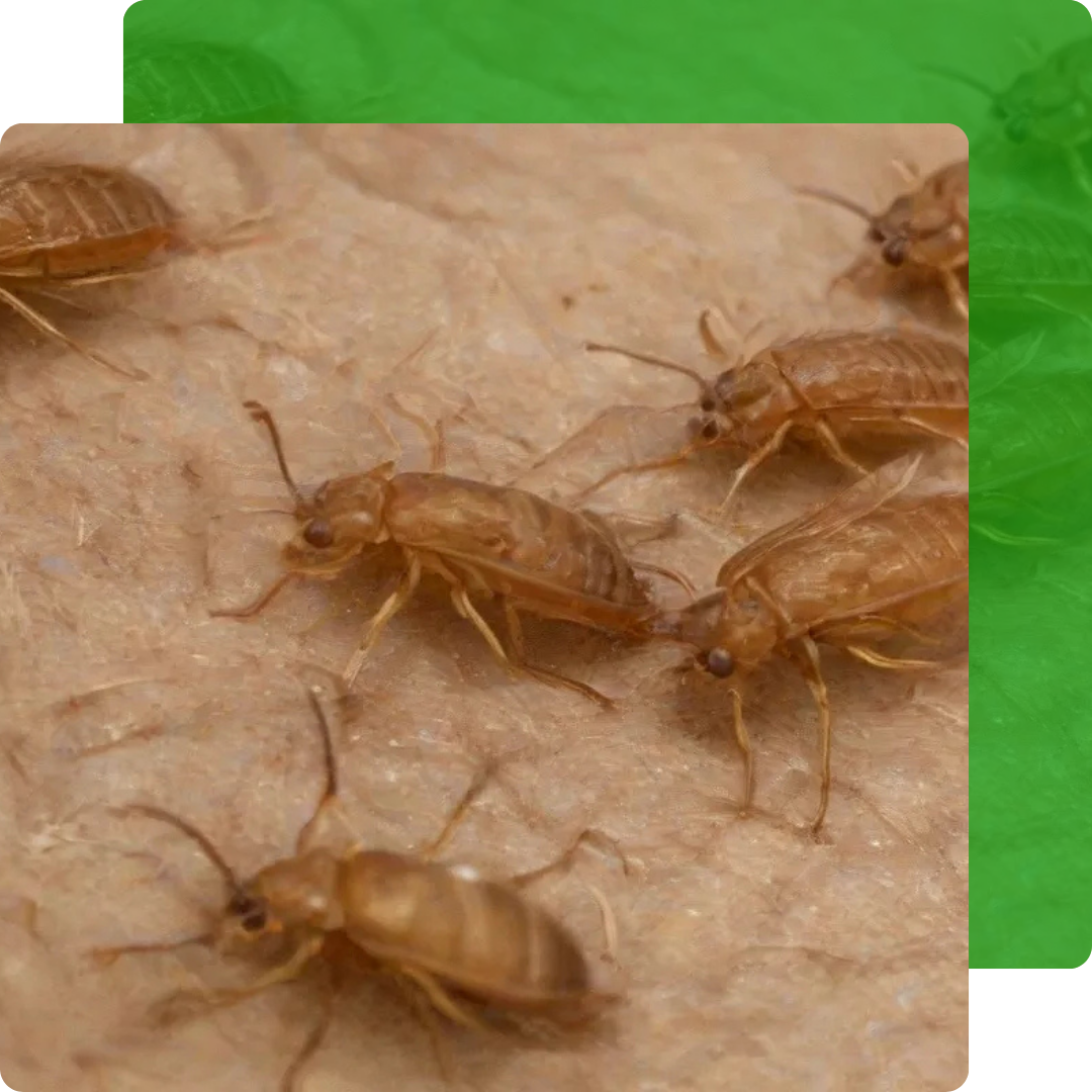 Eliminação de Pulgas